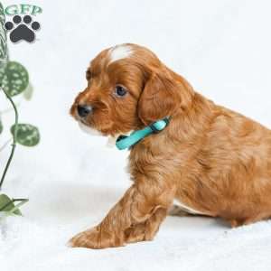 Monty F1b, Cavapoo Puppy